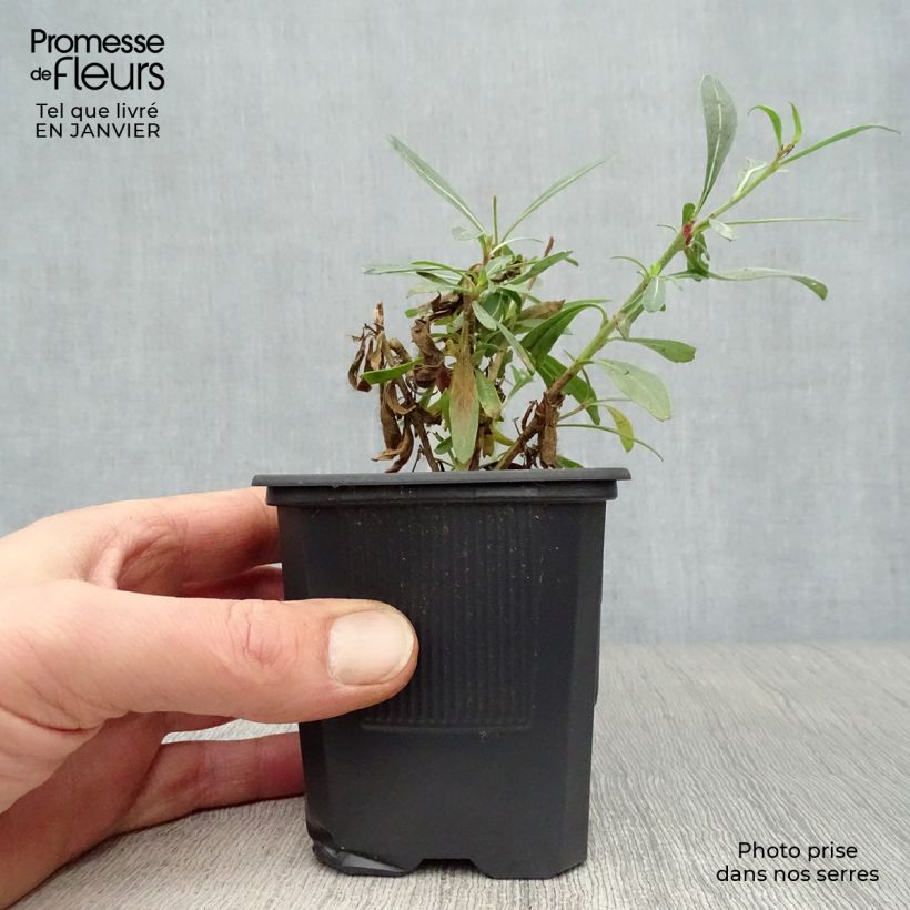 Gaura Whirling Butterflies Vasetto da 8/9 cm esemplare consegnato in inverno