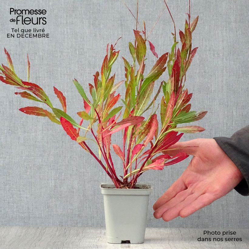 Gaura Snowstorm Vasetto da 8/9 cm esemplare consegnato in inverno