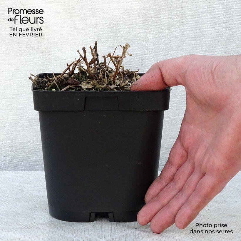 Gaura Snowstorm Vaso da 2L/3L esemplare consegnato in inverno