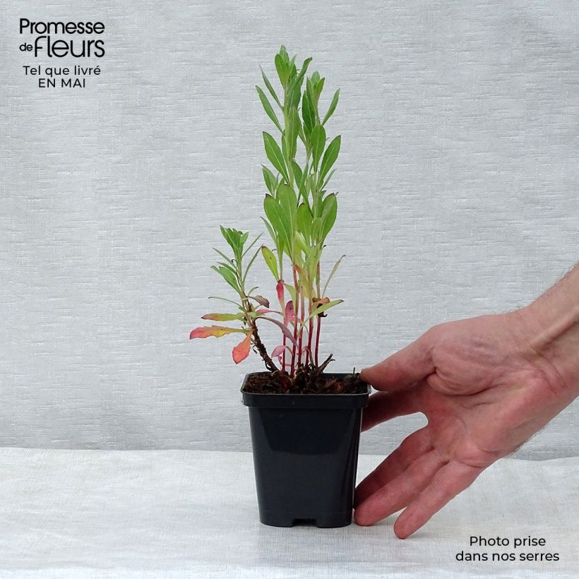 Gaura Snowstorm Vasetto da 8/9 cm esemplare consegnato in primavera