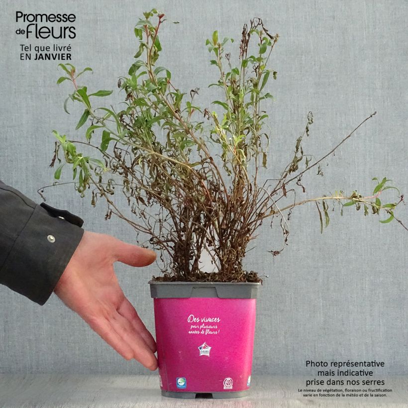 Gaura Siskiyou pink Vaso da 2L/3L esemplare consegnato in inverno