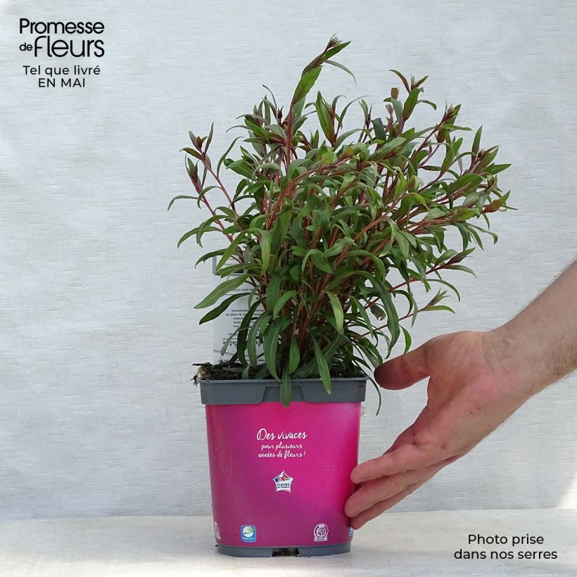 Gaura Siskiyou pink Vaso da 2L/3L esemplare consegnato in primavera