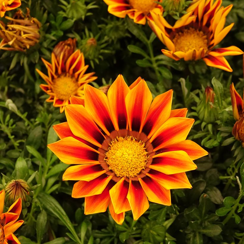 Gazania rigens Zany F1 Orange Flame (semi) - Gazania del Capo (Fioritura)