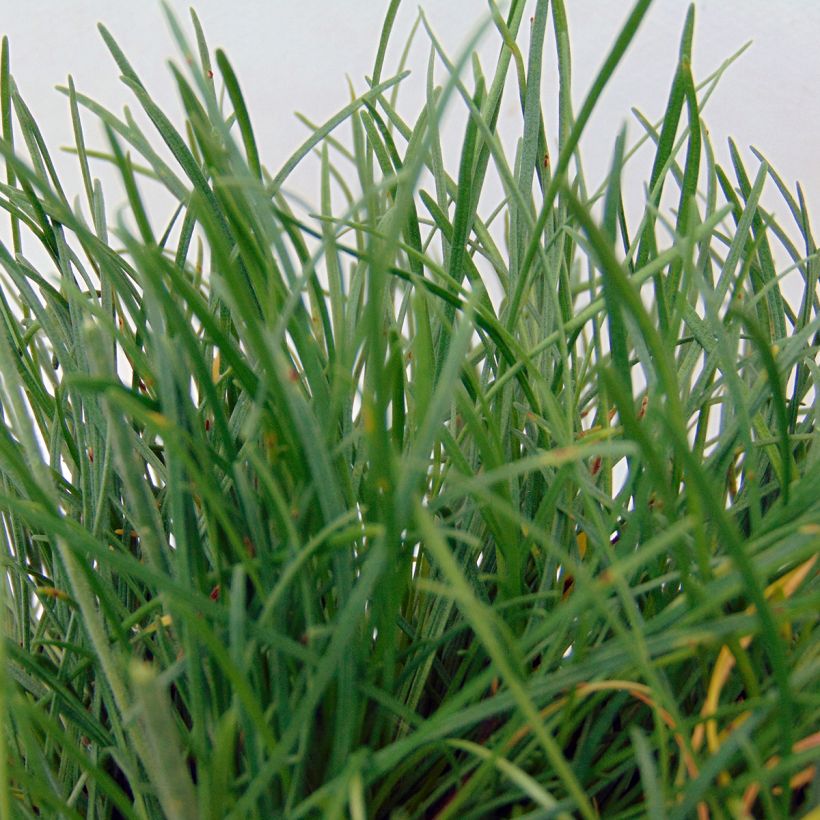 Armeria maritima Düsseldorfer Stolz (Fogliame)
