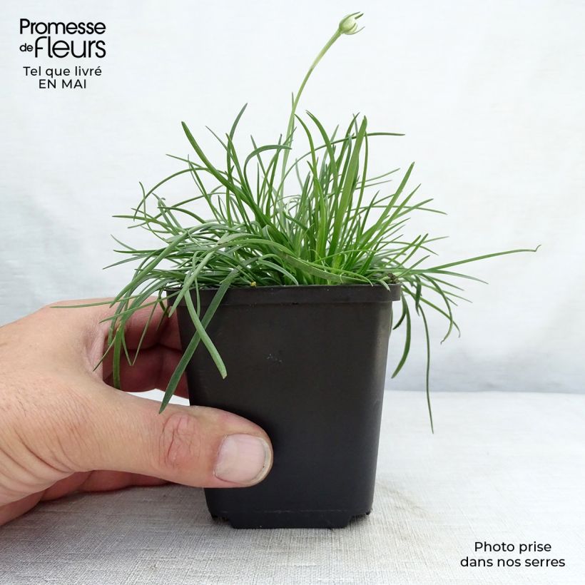 Armeria maritima Splendens Vasetto da 8/9 cm esemplare consegnato in primavera