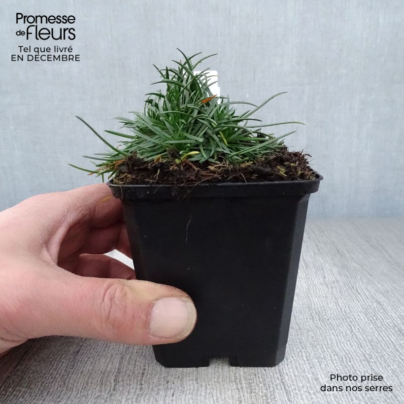 Armeria maritima Rosea Vasetto da 8/9 cm esemplare consegnato in inverno