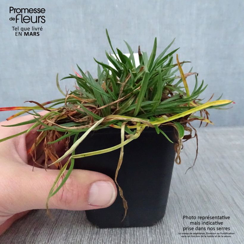 Armeria Ornament Vasetto da 8/9 cm esemplare consegnato in inverno