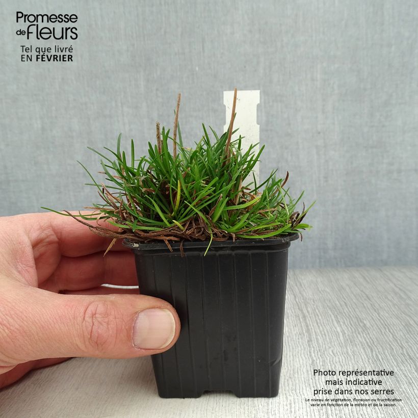 Armeria maritima Düsseldorfer Stolz Vasetto da 8/9 cm esemplare consegnato in inverno