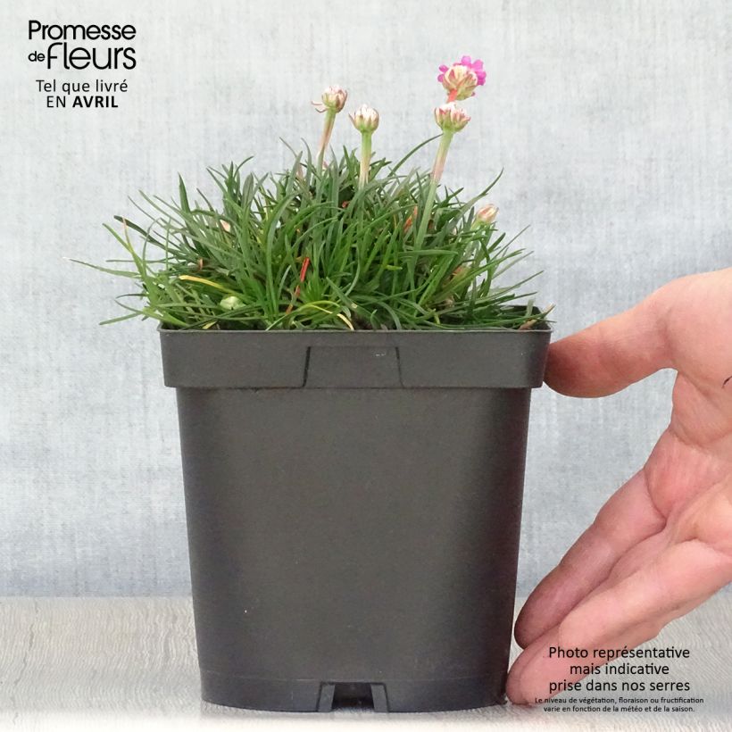 Armeria maritima Düsseldorfer Stolz Vaso da 2L/3L esemplare consegnato in primavera