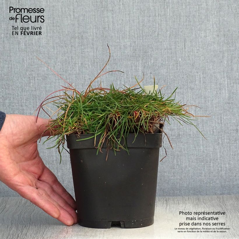 Armeria maritima Splendens Vaso da 2L/3L esemplare consegnato in inverno