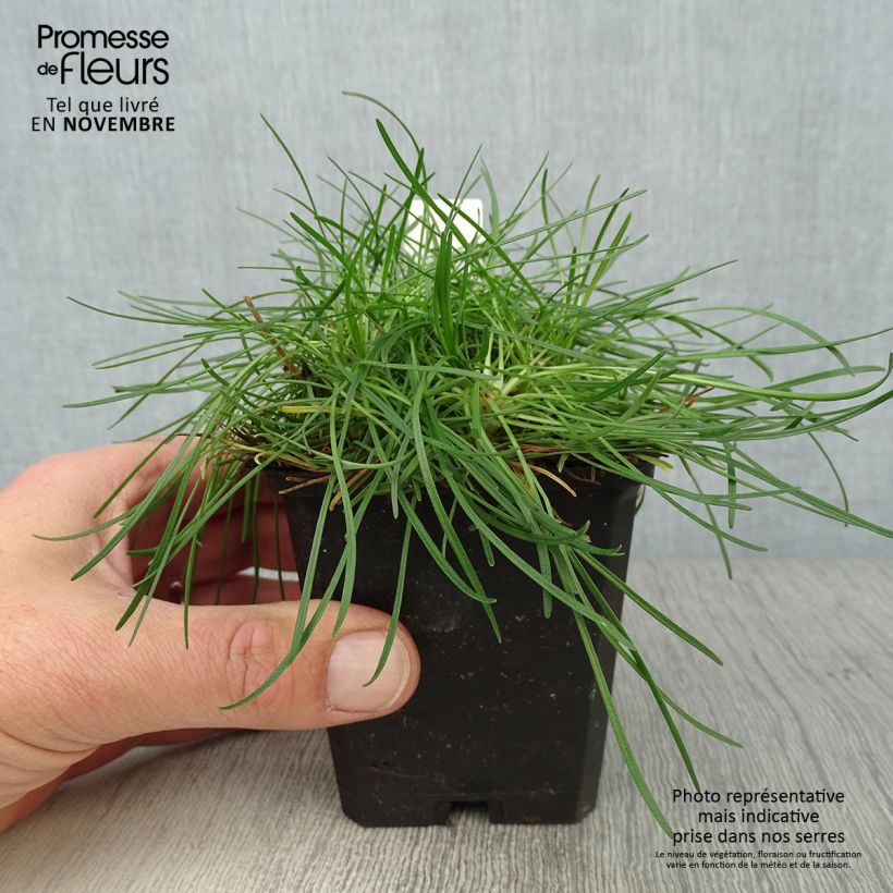 Esemplare di Armeria maritima Rosea Vasetto da 8/9 cm come consegnato in autunno