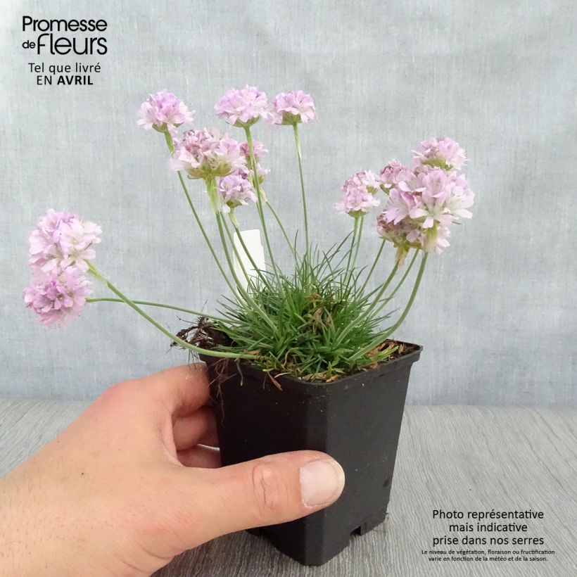 Armeria maritima Rosea Vasetto da 8/9 cm esemplare consegnato in primavera