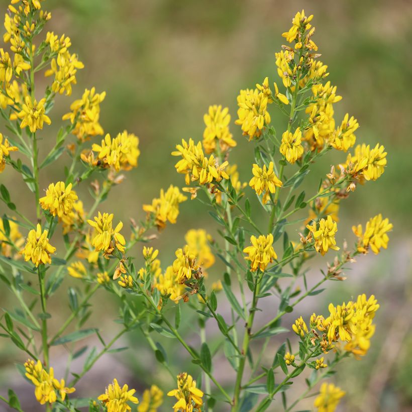 Genista tinctoria - Ginestra minore (Fioritura)