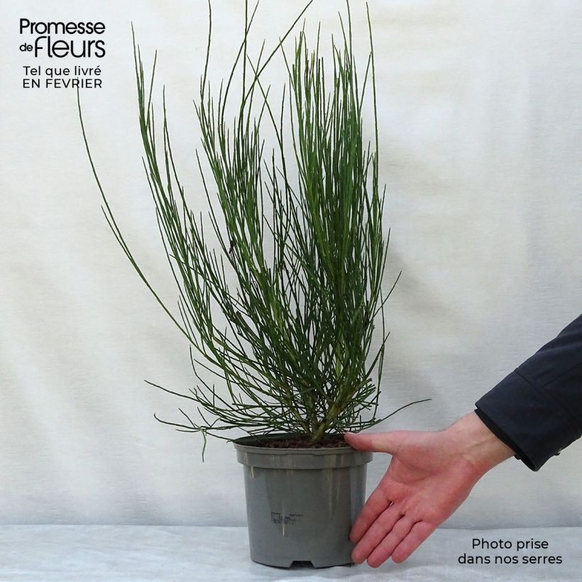 Cytisus scoparius Golden Sunlight - Ginestra dei carbonai Vaso da 2L/3L esemplare consegnato in inverno