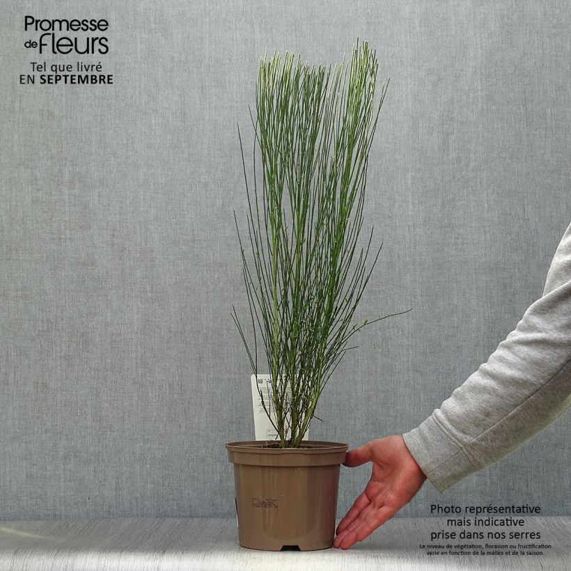 Esemplare di Cytisus procumbens Zeelandia Vaso da 1,5L/2L come consegnato in autunno