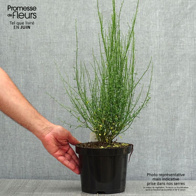 Esemplare di Cytisus procumbens Zeelandia Vaso da 1,5L/2L consegnato in estate