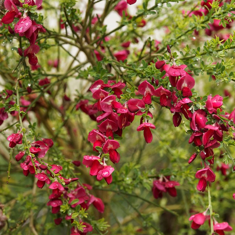 Cytisus scoparius Ruby - Ginestra dei carbonai (Fioritura)
