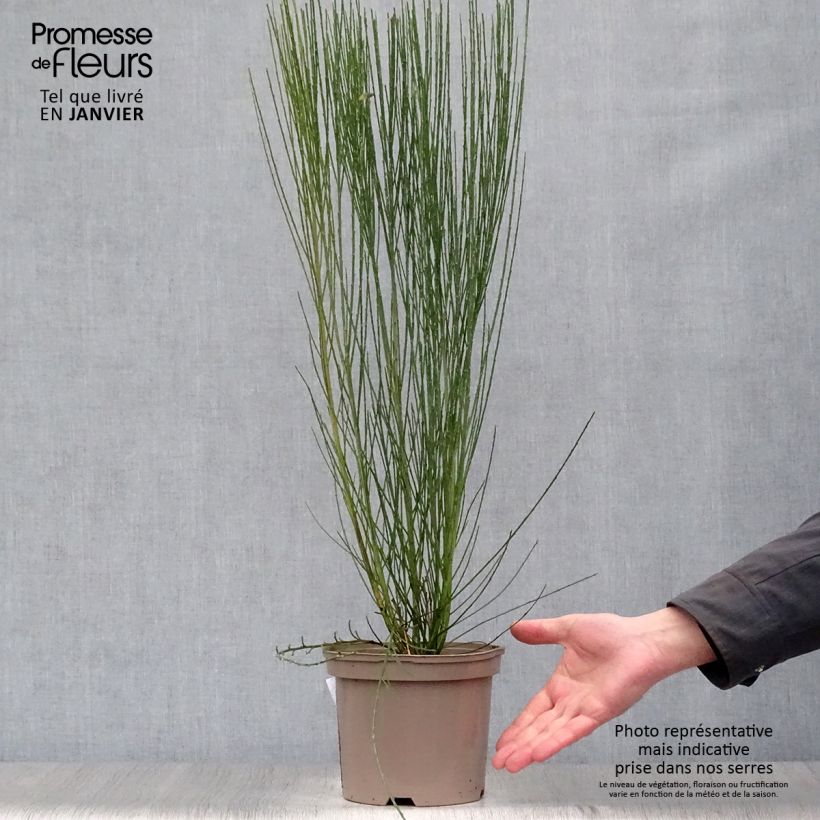 Cytisus scoparius Burkwoodii - Ginestra dei carbonai Vaso da 2L/3L esemplare consegnato in inverno