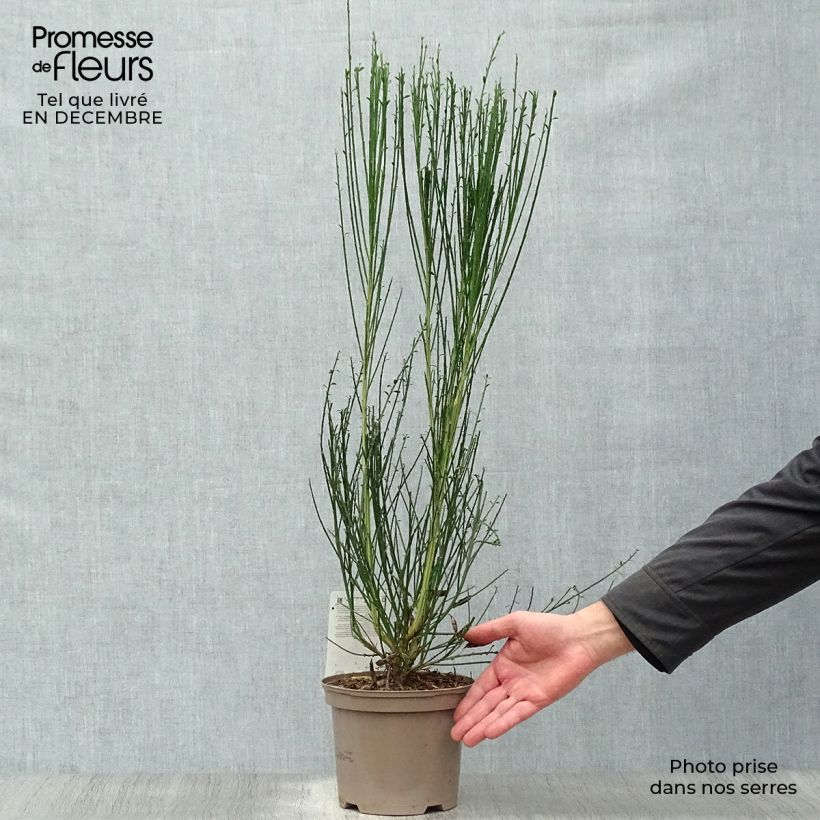 Cytisus scoparius Goldfinch - Ginestra dei carbonai Vaso da 2L/3L esemplare consegnato in inverno