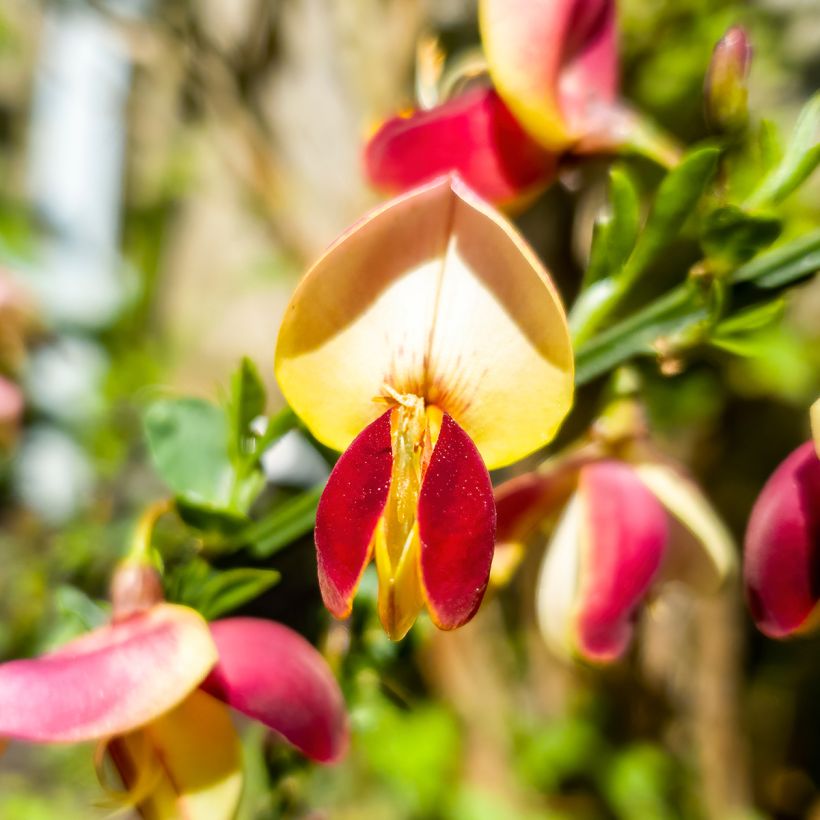 Cytisus scoparius Goldfinch - Ginestra dei carbonai (Fioritura)