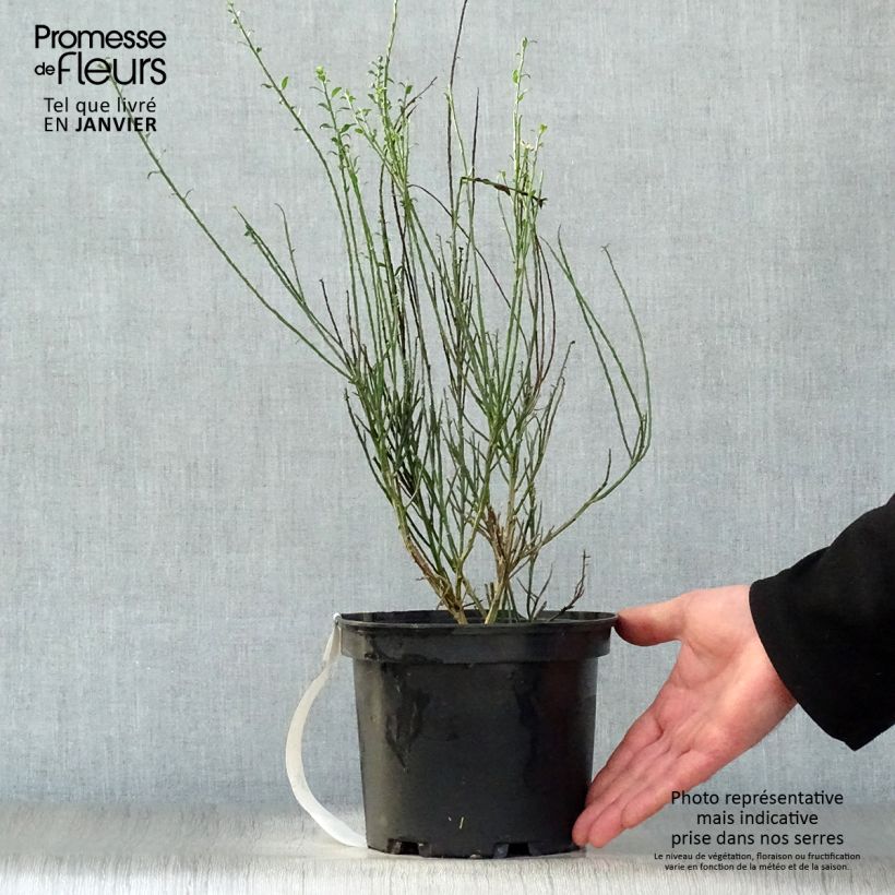 Cytisus scoparius La Coquette - Ginestra dei carbonai Vaso da 2L/3L esemplare consegnato in inverno