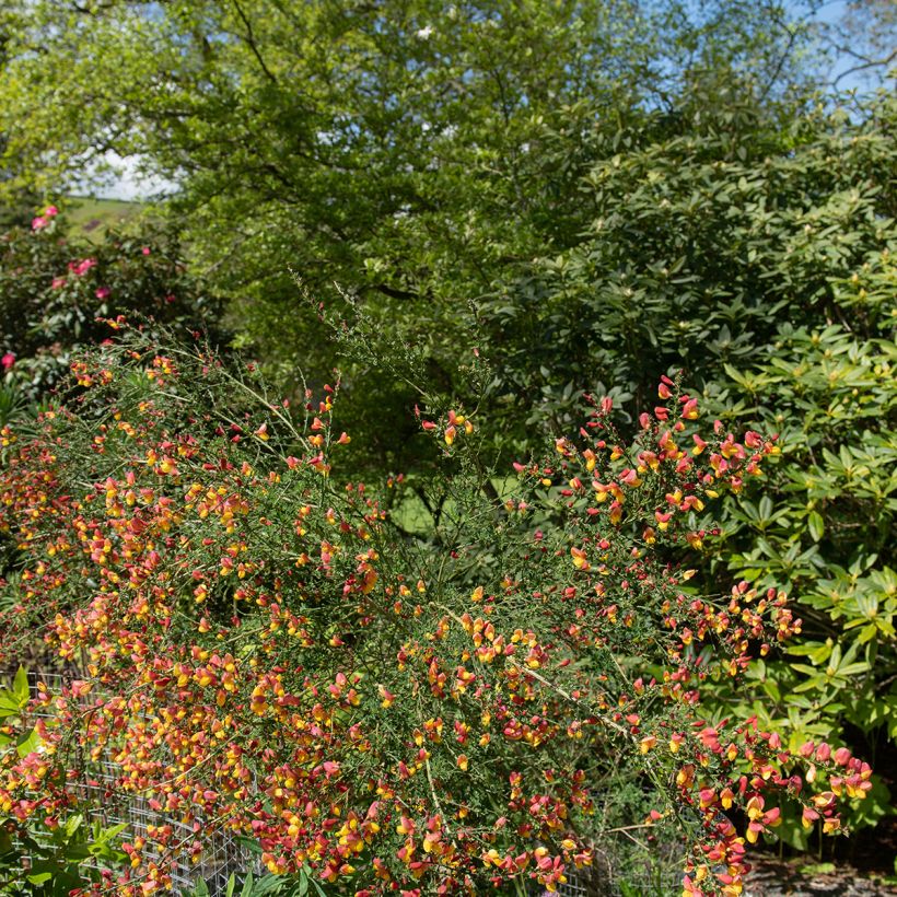 Cytisus scoparius La Coquette - Ginestra dei carbonai (Porto)