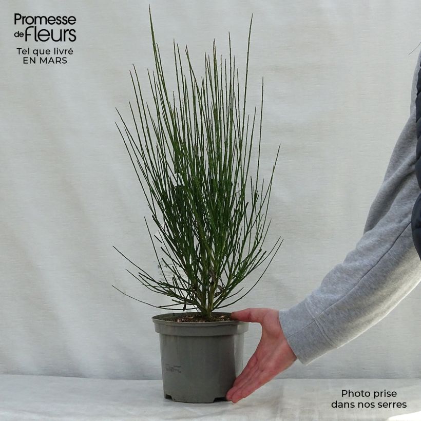 Cytisus scoparius Cytisus Lena - Ginestra dei carbonai Vaso da 2L/3L esemplare consegnato in primavera