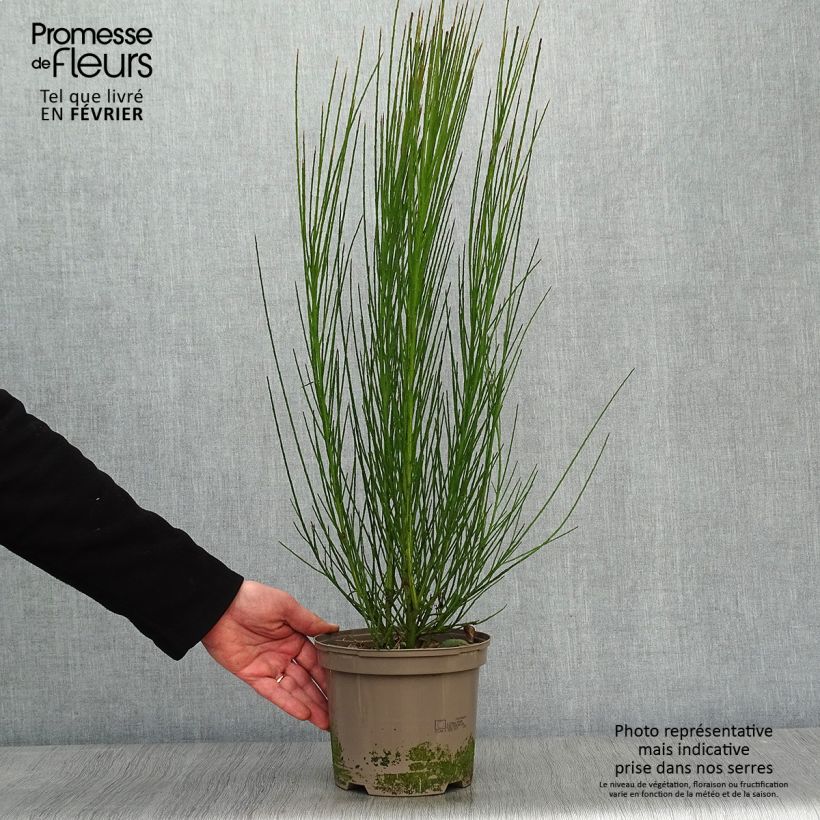 Cytisus scoparius Cytisus Lena - Ginestra dei carbonai Vaso da 2L/3L esemplare consegnato in inverno