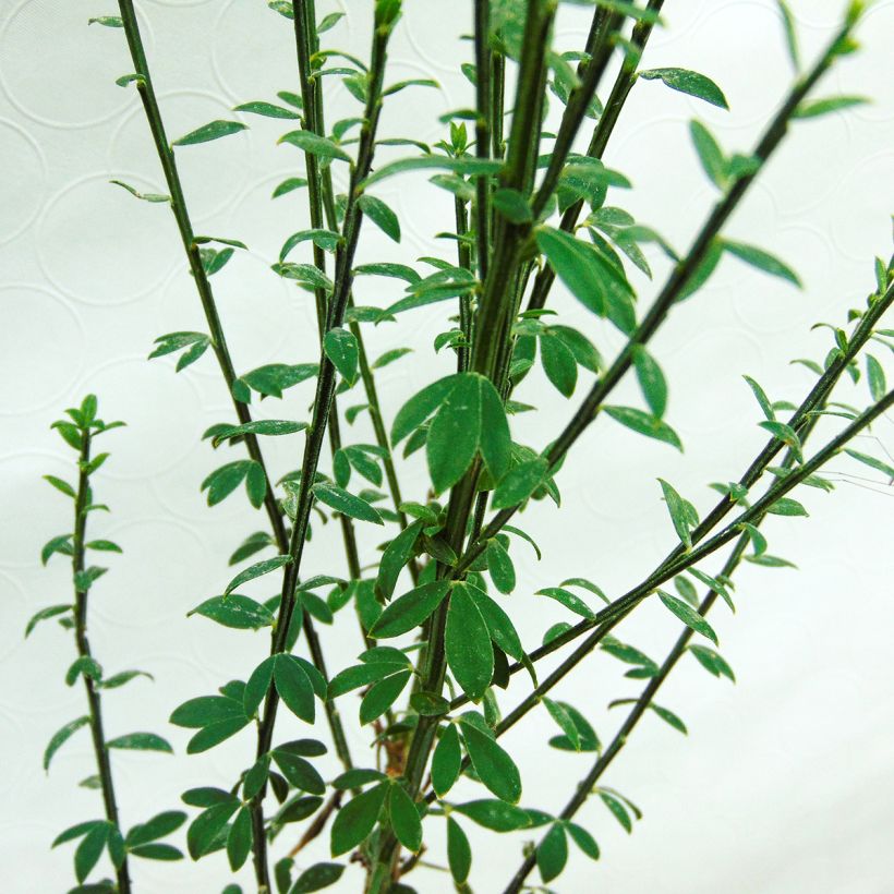Cytisus scoparius Luna - Ginestra dei carbonai (Fogliame)