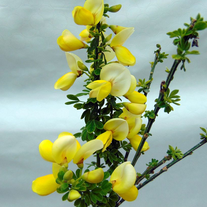 Cytisus scoparius Luna - Ginestra dei carbonai (Fioritura)