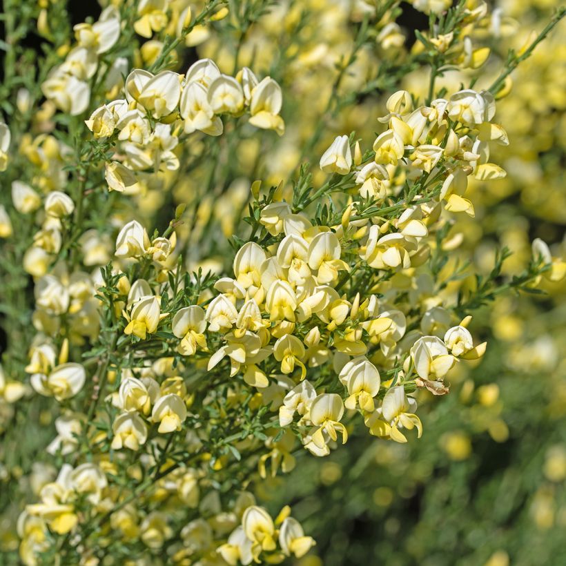 Cytisus scoparius Luna - Ginestra dei carbonai (Fioritura)