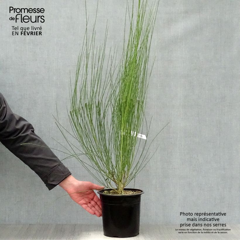 Cytisus scoparius Moyclare Pink - Ginestra dei carbonai Vaso da 4L/5L esemplare consegnato in inverno