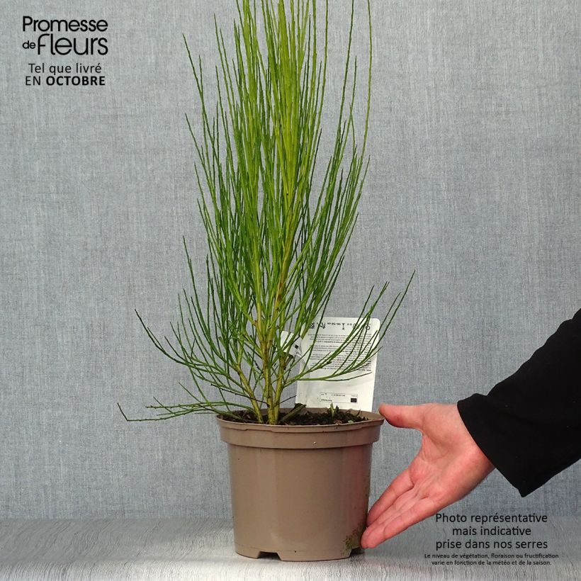 Esemplare di Cytisus scoparius Roter Favorit - Ginestra dei carbonai Vaso da 2L/3L come consegnato in autunno