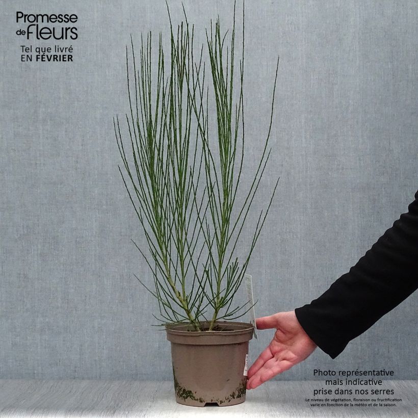 Cytisus scoparius Roter Favorit - Ginestra dei carbonai Vaso da 2L/3L esemplare consegnato in inverno