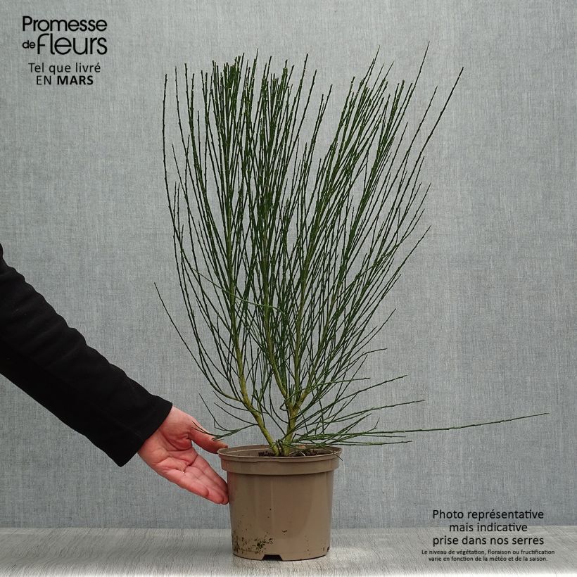 Cytisus scoparius Roter Favorit - Ginestra dei carbonai Vaso da 2L/3L esemplare consegnato in primavera