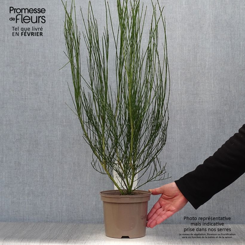 Cytisus scoparius Vanesse - Ginestra dei carbonai Vaso da 2L/3L esemplare consegnato in inverno