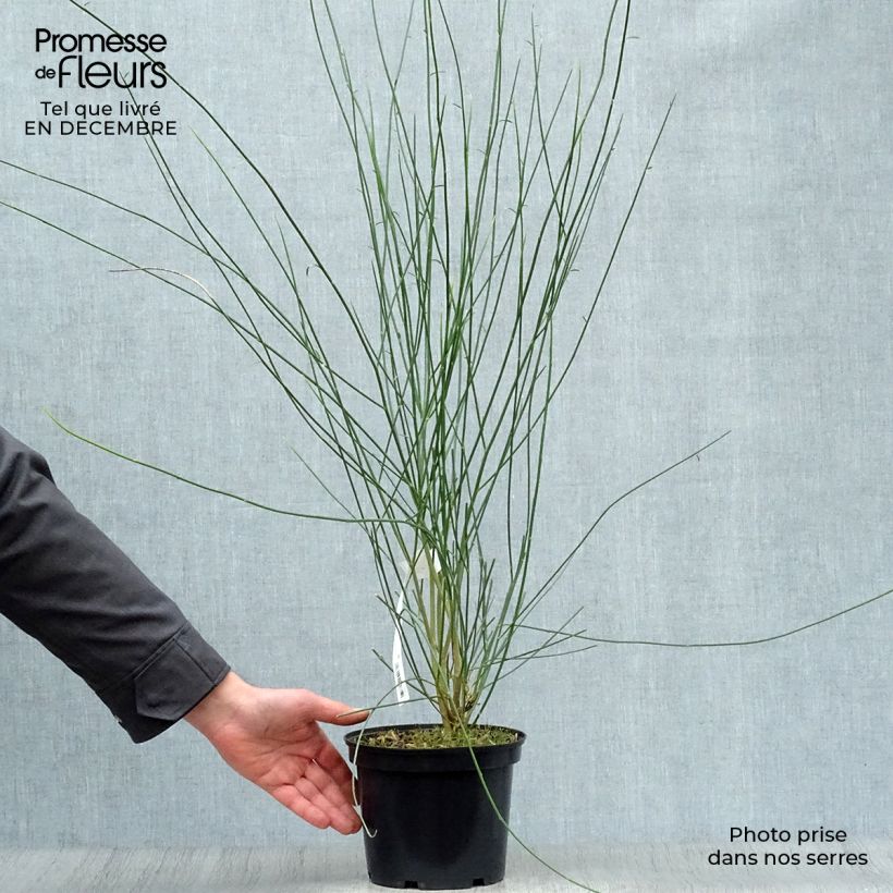 Spartium junceum - Ginestra comune Vaso da 2L/3L esemplare consegnato in inverno