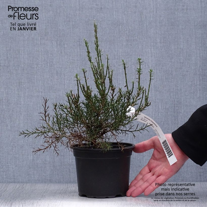 Genista hispanica - Ginestra di Spagna Vaso da 2L/3L esemplare consegnato in inverno