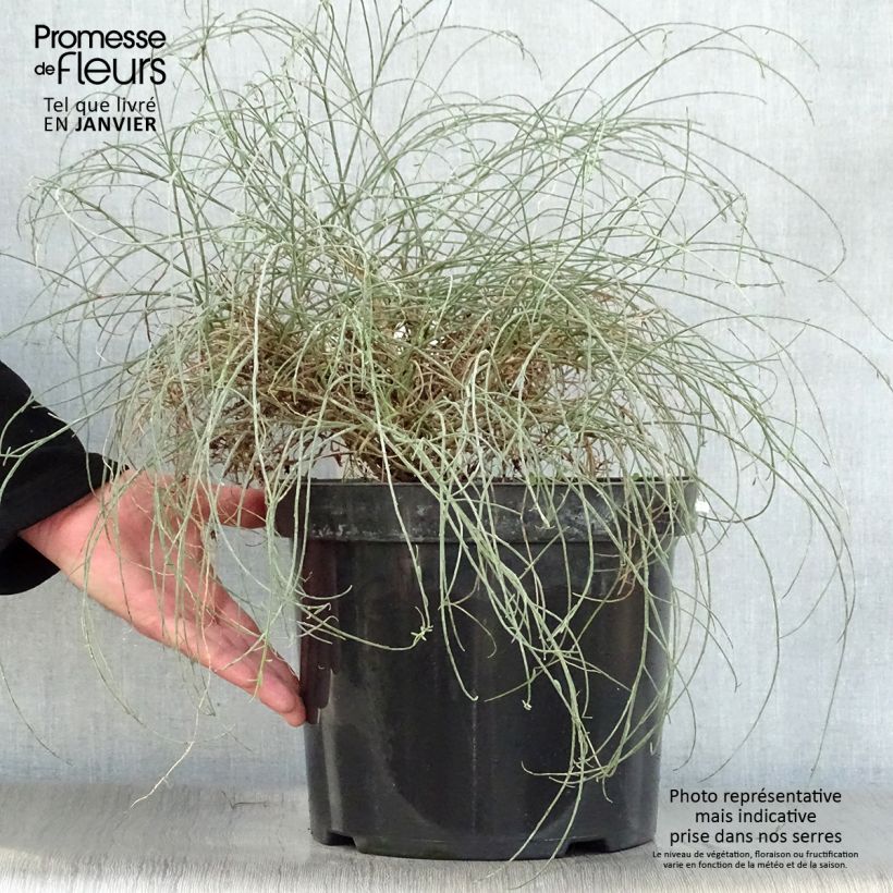 Genista lydia - Ginestra Vaso da 7,5L/10L esemplare consegnato in inverno