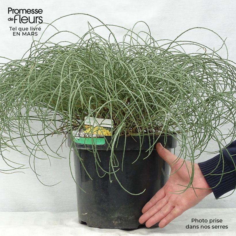 Genista lydia - Ginestra Vaso da 7,5L/10L esemplare consegnato in primavera