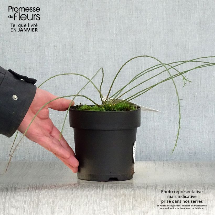 Genista lydia - Ginestra Vaso da 1L/1,5L esemplare consegnato in inverno