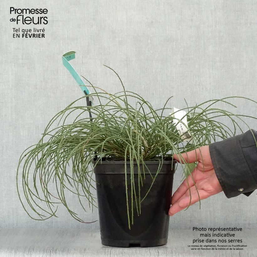 Genista lydia - Ginestra Vaso da 3L/4L esemplare consegnato in inverno