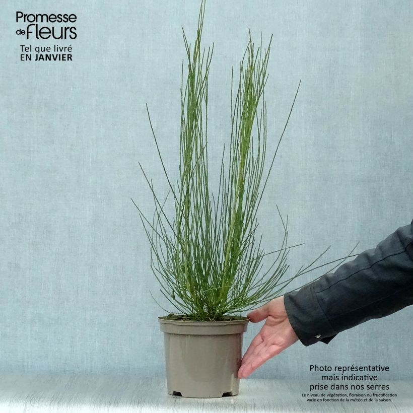 Cytisus praecox Allgold - Citiso Vaso da 2L/3L esemplare consegnato in inverno