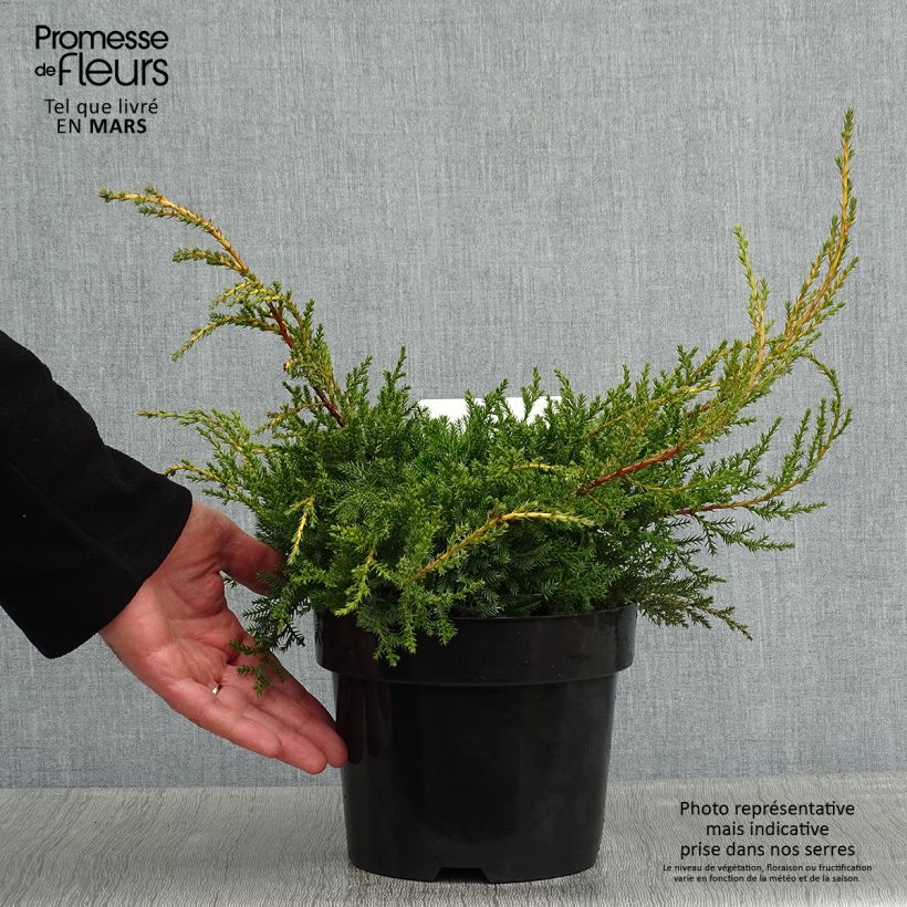 Juniperus pfitzeriana Goldkissen - Ginepro Vaso da 2L/3L esemplare consegnato in inverno