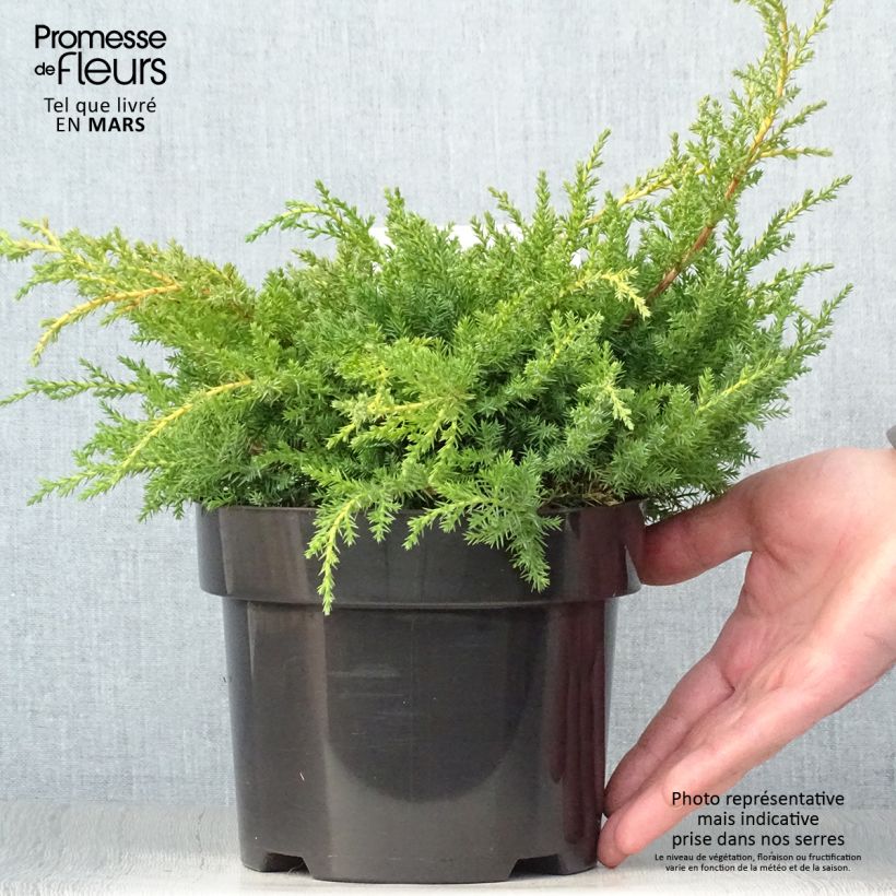 Juniperus pfitzeriana Goldkissen - Ginepro Vaso da 2L/3L esemplare consegnato in primavera