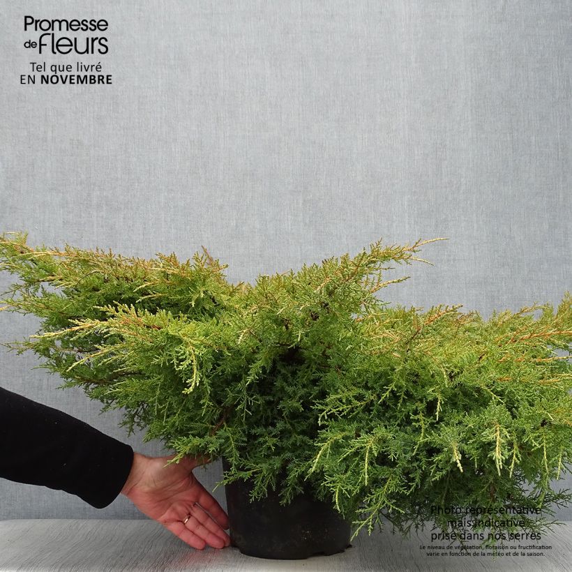 Esemplare di Juniperus pfitzeriana Goldkissen - Ginepro Vaso da 7,5L/10L come consegnato in autunno