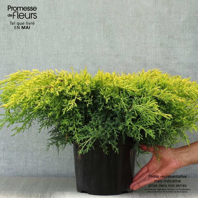 Juniperus pfitzeriana Goldkissen - Ginepro Vaso da 7,5L/10L esemplare consegnato in primavera