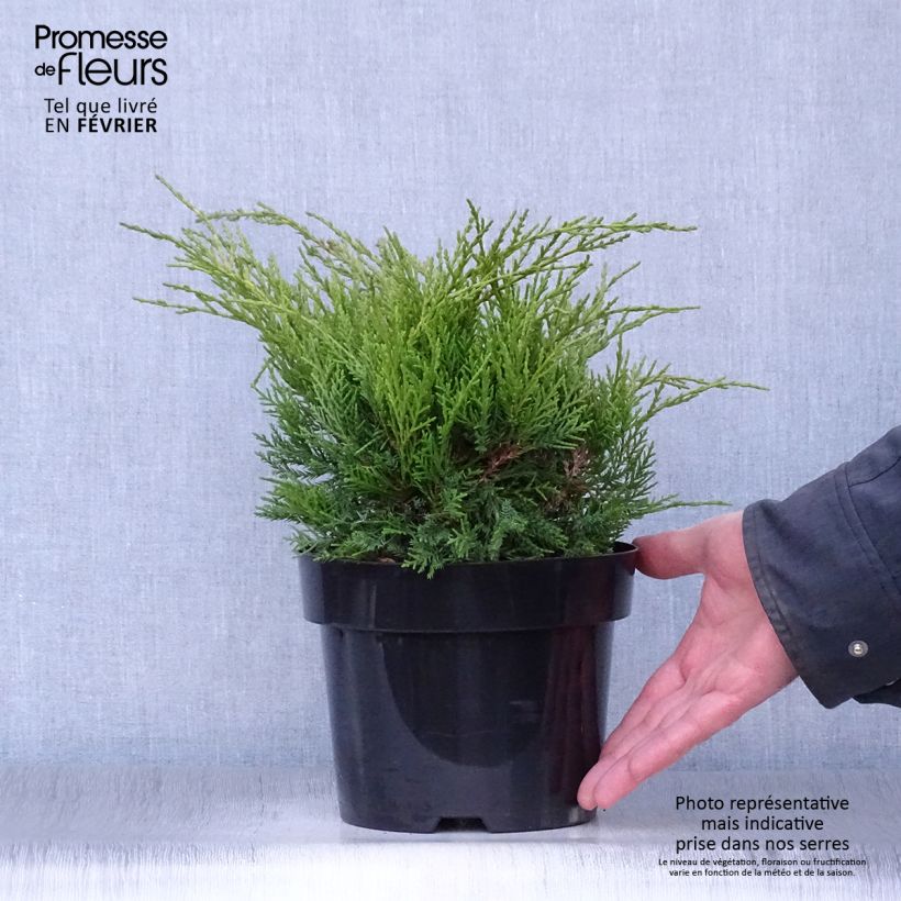 Juniperus pfitzeriana Old Gold - Ginepro Vaso da 2L/3L esemplare consegnato in inverno