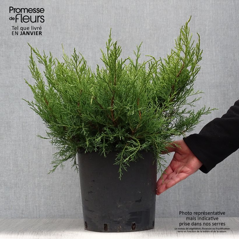 Juniperus pfitzeriana Old Gold - Ginepro Vaso da 7,5L/10L esemplare consegnato in inverno