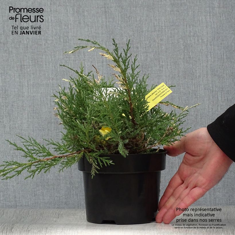 Juniperus pfitzeriana White Splash - Ginepro Vaso da 2L/3L esemplare consegnato in inverno